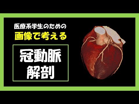 【医療系国家試験】冠動脈の解剖
