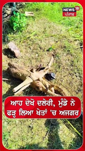 ਆਹ ਦੇਖੋ ਦਲੇਰੀ, ਮੁੰਡੇ ਨੇ ਫੜ੍ਹ ਲਿਆ ਖੇਤਾਂ 'ਚ ਅਜਗਰ #shorts |N18S