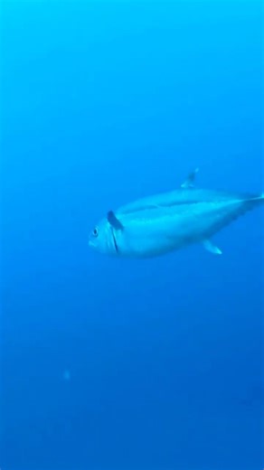 Top 3 fastest marine animals