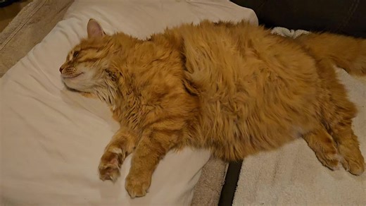 Please help my lovely cat Snoopy. He needs to go to veterinary and do not have the money right this minute. I work part-time. My husband at kidney surgery on medical ei.For him #gofundme https://gofund.me/0b0c6b22b