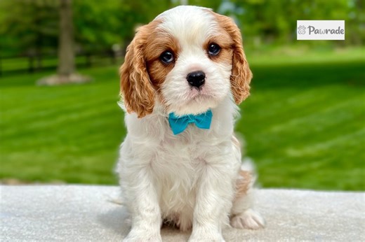 Astro - Cavalier King Charles Spaniel Puppy 24BC33