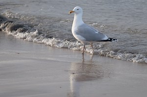 Video: Seagull Snatches Baby Shark Out of Ocean, Devours It Whole on New Jersey Beach