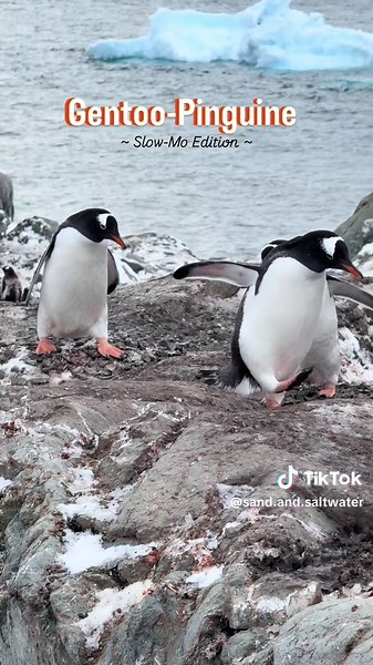 Gentoo-Pinguine: Aufzucht und Nestverhalten in der Antarktis