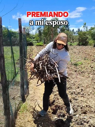 Domesticación del lobo en Chancay: Un viaje único