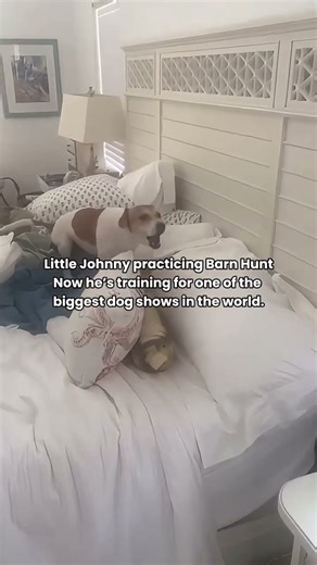 from barn hunting to the big leagues