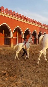 Kia baat wachere di 🐎 #GRfarming #Horselover #horseriding #Pakistan #rahmani_horse_club #sargodha #foryou #foryoupage #horselover #horse #viralvideo #tiktok #500k #1m | GR Farming