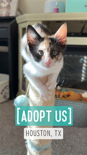 51K views · 6.6K reactions | Adopt Us!! Houston, TX Mango and Kiwi...