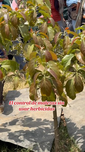 831K views · 11K reactions | Romper la dependencia al uso de herbicidas peligrosos como el glifosato nos obliga a desarrollar otras alternativas para controlar las malezas como el uso de coberturas usando geomembranas de segundo uso, les invito a aplicar esta técnica sencilla. | Red de Acción en Agricultura Alternativa | Facebook