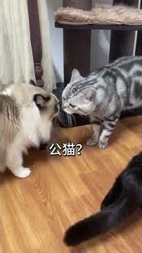 This short drama is too cute! Cats' Discontent Written on Their Faces