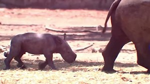 Baby rhino born in Israeli zoo