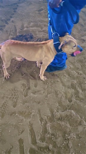 Breakbred's Toonchie 🏅