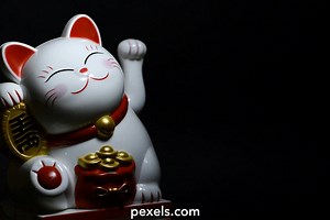 Cat White Background Videos, Download The BEST Free 4k Stock Video Footage & Cat White Background HD Video Clips