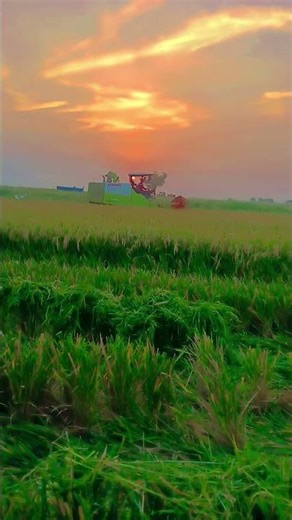 India This image shows a modern CLAAS combine harvester being used for harvesting paddy in India.