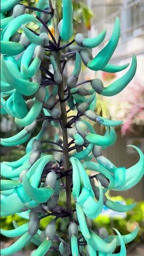 熱帯花木室にて、フィリピン原産の #ヒスイカズラ が咲きはじめました。宝石のような鮮やかな翡翠色の花を咲かせることから、ヒスイカズラ(#ジェードバイン)と名づけられました。#咲くやこの花館