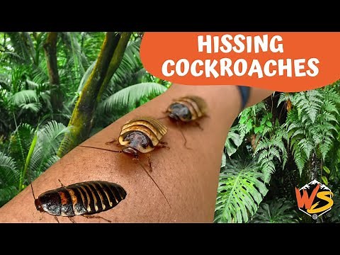 Creepy Crawlers: The Madagascar Halloween Hissing Cockroach Chronicles!