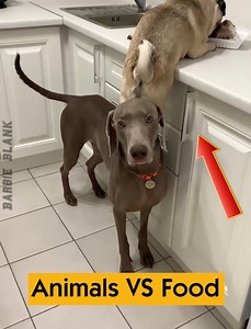 387K views · 5.2K reactions | Animals VS Food | Barbie Blank | Facebook