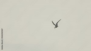 Lachmöve fliegt mit kleinem Fisch, Greifensee, Schweiz. Stock Video