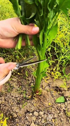 Snipping fresh veggies with scissors! ✂️🌿 Quick, easy, and perfectly prepped. 🥗✨ #farm #myfarm #cutting #slicing #snip #scissors | Farming With Sharp Knife