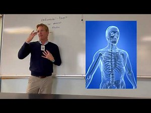 Overview of the organ systems