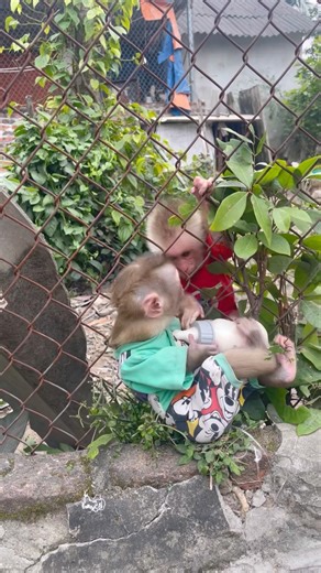 Chico the monkey wants your baby bottle.