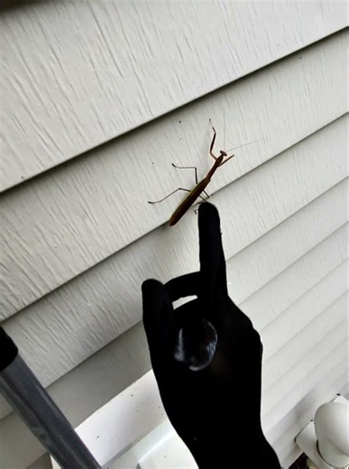 Here is a Praying Mantis! #BugBuster #exterminator #pokemon #pestcontrol #packopening #pestremoval
