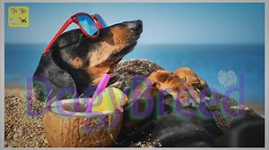 The Ultimate Guide to the Top 10 Dog-Friendly Vacations Spots