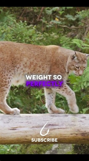 The Eurasian Lynx: Europe’s Largest Wild Cat 🐆