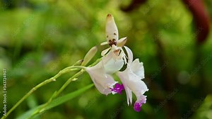 Orchid Mantis, Hymenopus coronatus; on an orchid moving its forelegs and shaking its body while waiting for a prey.