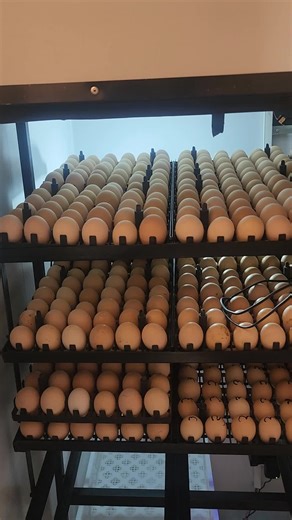 Book your day old chicks for our excellent black australorp breed.A good layer. 263 71 887 8002 ROAD RUNNER FARMING#backyardfarming #farmlife #fypシ゚viral #fypシ #goviral #horticulture #dayoldchicks #passionatefarmer #zimtiktokers🇿🇼🇿🇼🇿🇼 #incubator #hatching #chickenfarming #eggs #roadrunnerchickenfarming