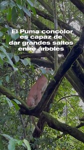 🐆El Puma concolor habita: sabanas, montes y bosques; muy comunes en los cerros y áreas rocosas hasta 4000 metros. 🌳 De movimientos ágiles y elásticos, capaz de grandes saltos en árboles y rocas. Se alimenta de grandes roedores, quirquinchos, corzuelas y chanchos del monte. Durante el año es solitario, pero tiene dos épocas de celo cuando cada leona atrae a varios ""galanes"". Fuente: https://sib.gob.ar/especies/puma-concolor Video: @ @gabriel_calvo.b #Morombi #Puma #Fauna 💚 | Reserva Natural 