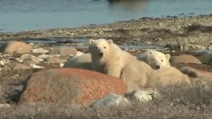24 reactions · 4 comments | Only a few spots remain for 2022!! Join us this year on our Polar Bear Migration tour where you’ll experience up-close encounters with wild polar bears and their cubs on a unique Tundra Buggy adventure. Watch the video below from one of our guests to see what it's like... and make sure you wait for the end for an adorable surprise.  This is a once-in-a-lifetime journey you won’t want to miss! Click below for details. | Fantasy RV Tours | Facebook