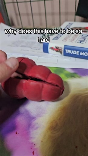 Effective Dog Training Techniques for Better Results