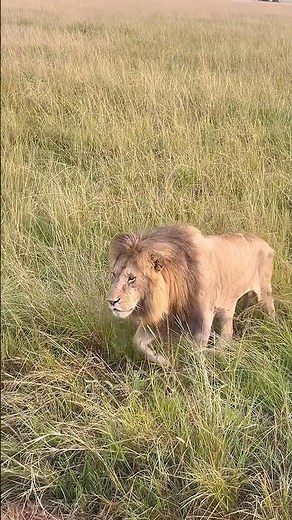 The most majestic lion we saw in the Masai Mara 🦁 Could this be the King Oloimina? Comment| #viral