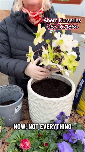 Potting up gift ideas for Valentine’s Day and I get to try out the new potting bench that Tim made. Hellebores, Bellis and Pansies in an incredibly beautiful colour against the cream ceramic pot…I love it!! Ready to go €50 🌸🌸🌸 Call us on 087 1671884 if you want to order #ahernnurseries #bringingyourgardentolife #gardenideas #limerick #gardencentre | Ahern Nurseries & Plant Centre