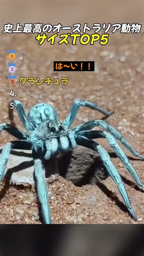 史上最高のオーストラリア動物サイズTOP5 #面白い動画 #ショート