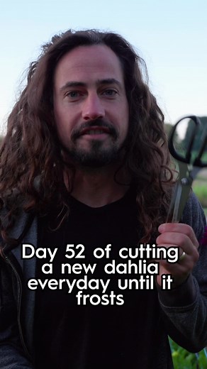 Daily Dahlia Cutting Journey Until First Frost