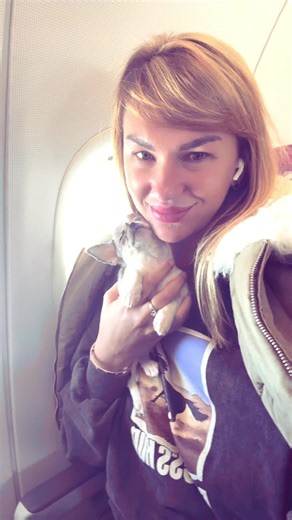 teacupchihuahua on TikTok