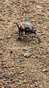 A pretty red banded Rubber Frog | Maurice Tirason Tira