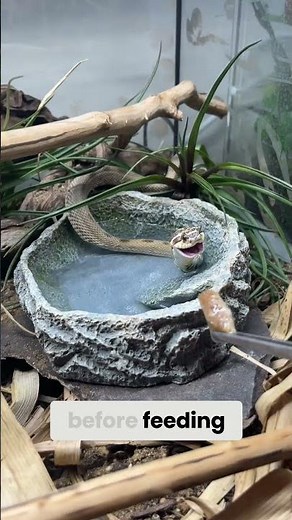 How To Prepare & Feed EvoRx To Your Reptiles | A Keeper's Guide