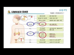중3과학 28. 호르몬