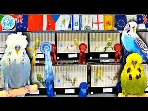 Budgerigar Society World Championship Show 2023