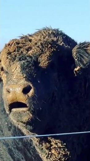 Bull Monster 1100 kg. Breed Aberdeen Angus.