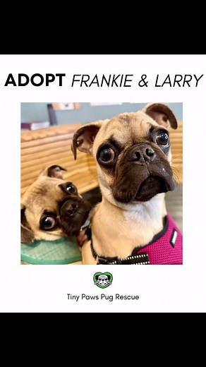 383 reactions · 29 shares | Frankie and Larry are searching for their...