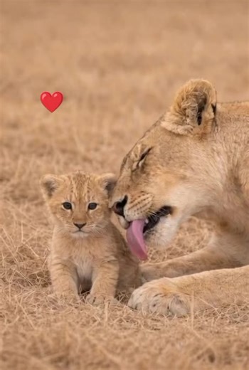 One Week Old Baby Lion: Adorable Moments