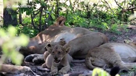 Lion cubs drinking from multiple lionesses - video Dailymotion