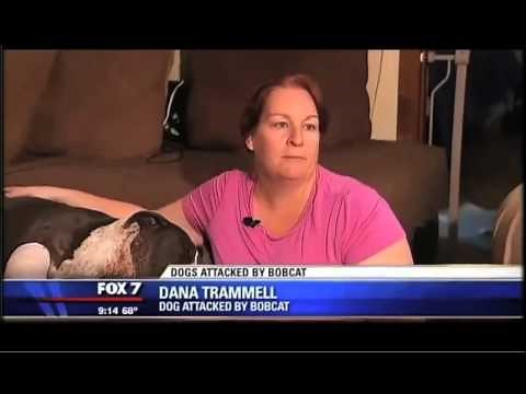 Bobcat Attacks Two Pit Bulls