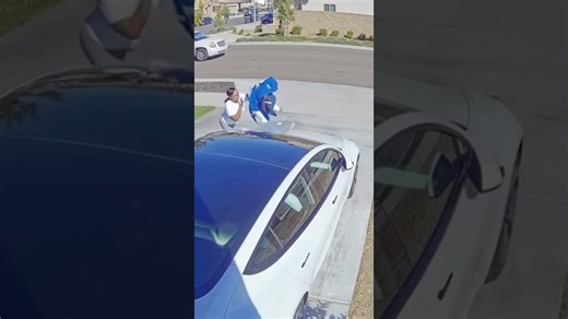 Massive cane corso goes into hunt mode chasing a cat on a walk