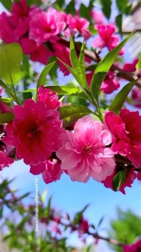 Beautiful Pink Flowers 🌸 | Stunning Blooming Garden & Relaxing Nature Music