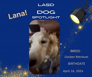 Little Angels Service Dogs on Reels