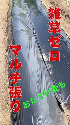 家庭菜園の方必見 二畝だけならこのマルチの張り方 #さつまいも #植え付け #マルチ